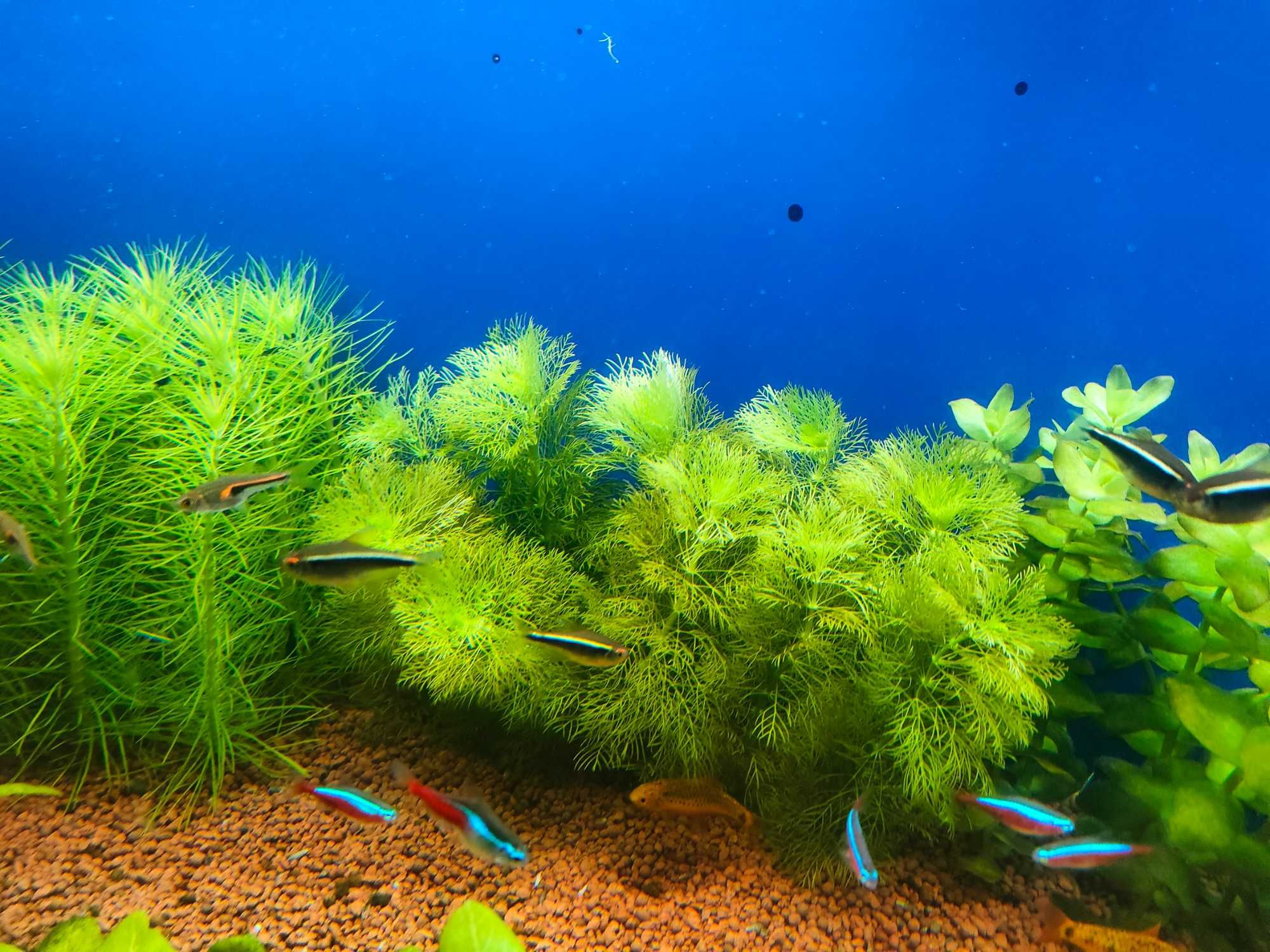 limnophila aquatica