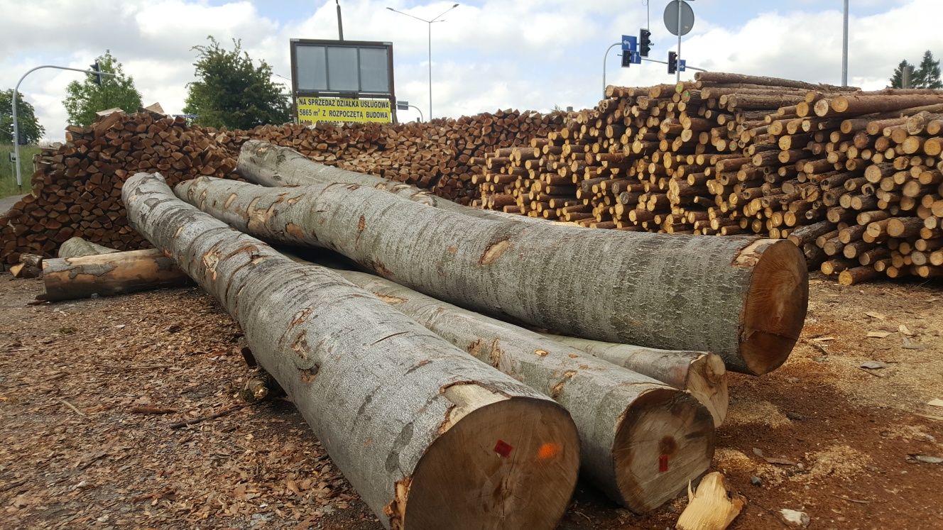 Drewno kominkowe liściaste twarde tegoroczne oraz sezonowane