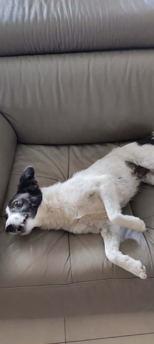 Piesek do adopcji