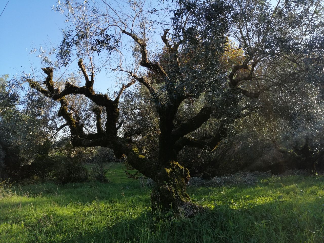 Oliveiras centenárias