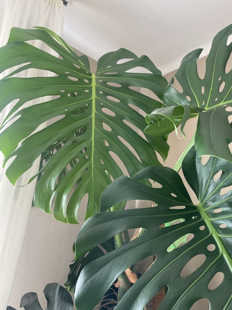 Monstera gigant