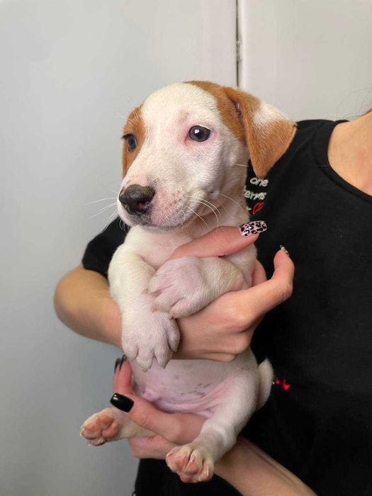 Ласкаві цуценята Джек рассел