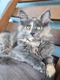 Koteczka maine coon