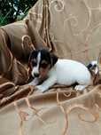 Wzorcowy Jack Russell piękny exterrier rodzice FCI