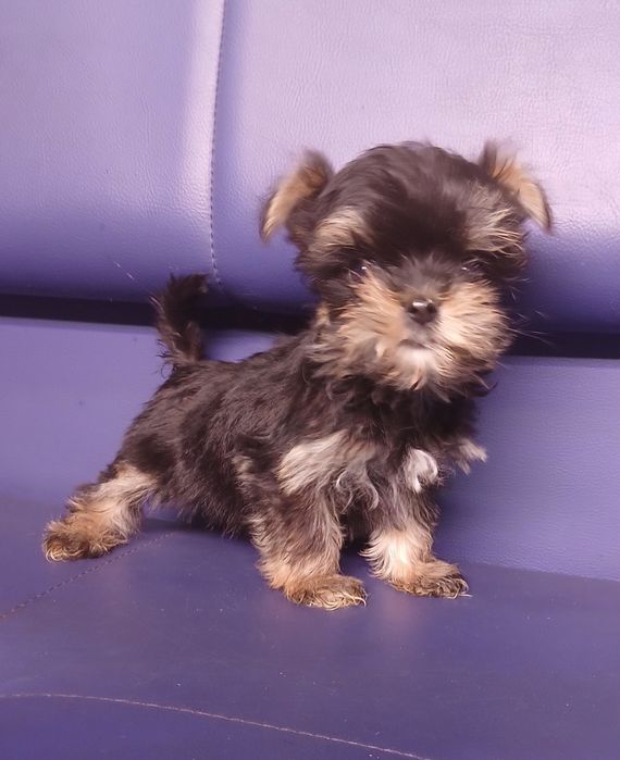 Йоркширський терьер на долоньку