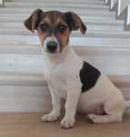 Jack Russel Terrier gładkowłosy samczyk 3x zaszczepiony , zachipowany