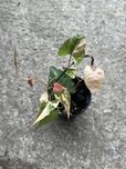 Fallopia Multiflora Variegata roslina kolekcjonerska