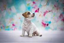 Gotowa suczka - Jack Russell Terrier ZKwP FCI