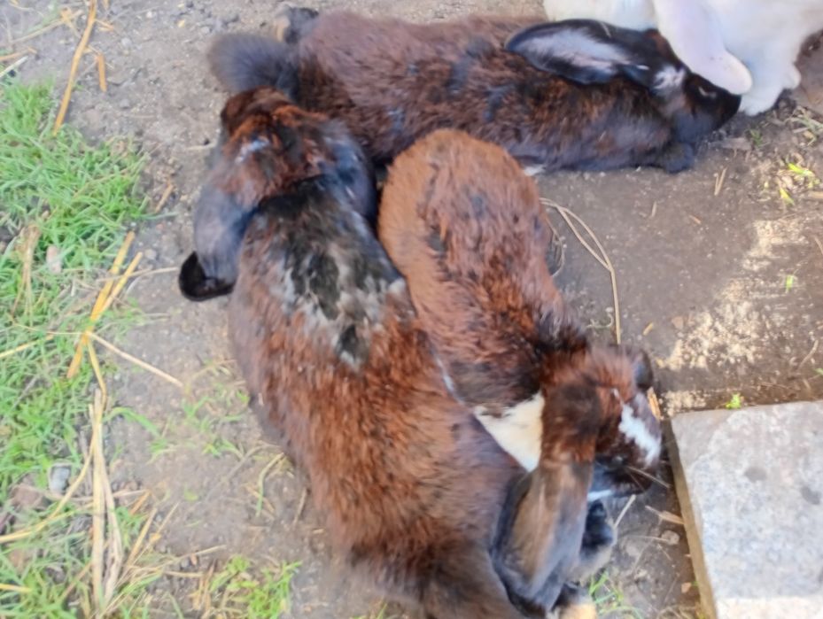 Barany francuskie królik