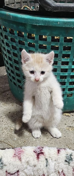 Oddam kotki w dobre ręce