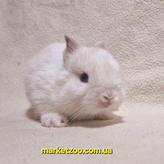 Продається миле торчевухе кроличеня дівчинка породи Нідерландський кар