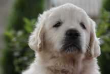 Golden Retriever złoty prześliczny  piesek .