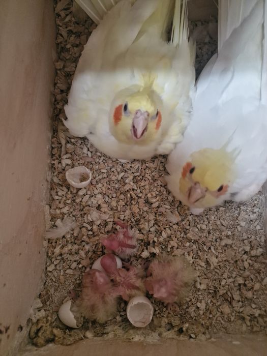 Caturras várias mutações