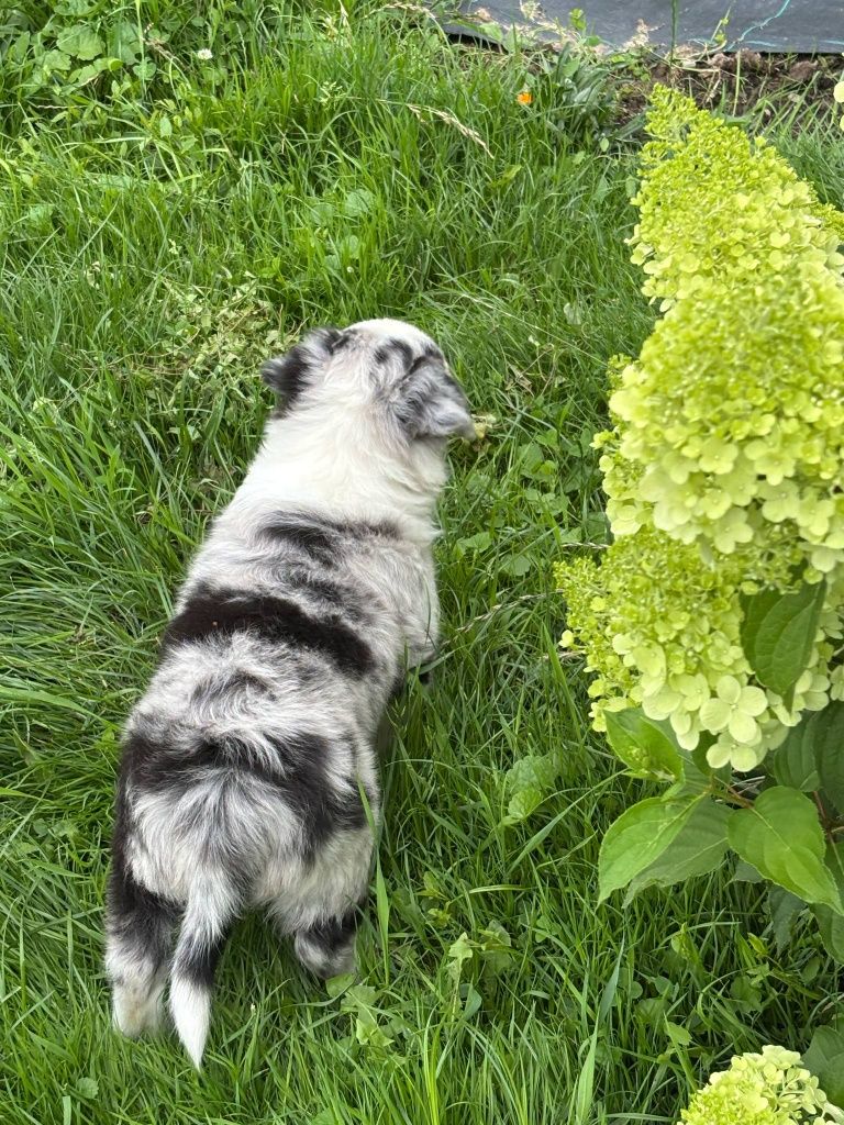 Border Collie - piesek blue merle
