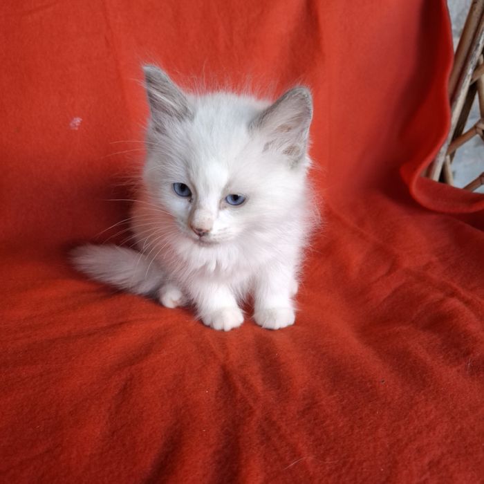 Ragdoll kocurek+rodowód