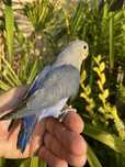 Agapornis domesticado - só 40€