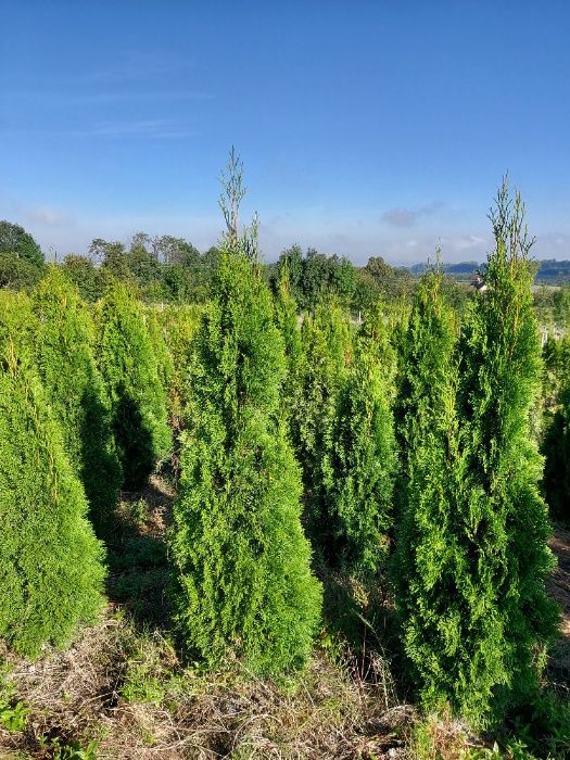 Thuja szmaragd 140-160cm Kurnik Brabant Doradzimy Posadzimy Dowieziemy