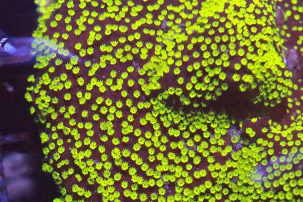 10 Montipora STARWARS Fluo Szczepka   FLUOLAMPS.PL WYSYŁKI