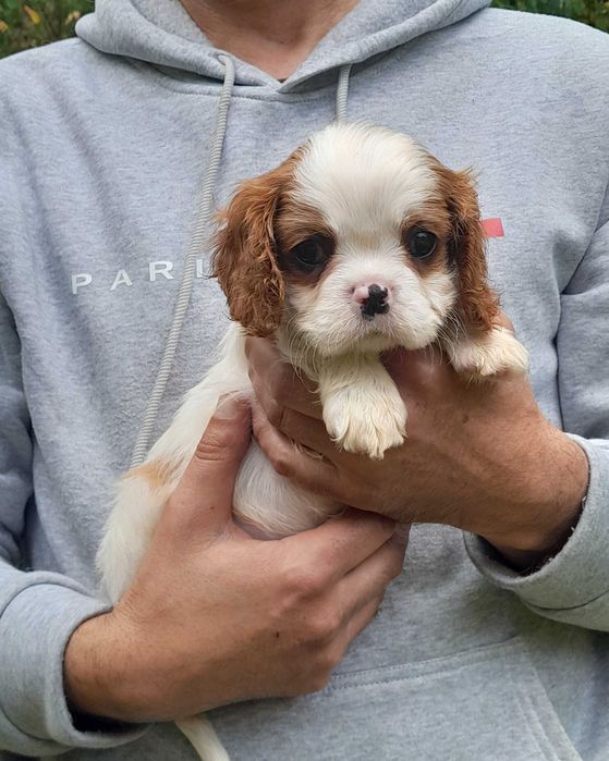 Cavalier King Charles Spaniel  ZKwP FCI piesek Mikołajek