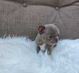 Chihuahua piesek lilac xxs mini