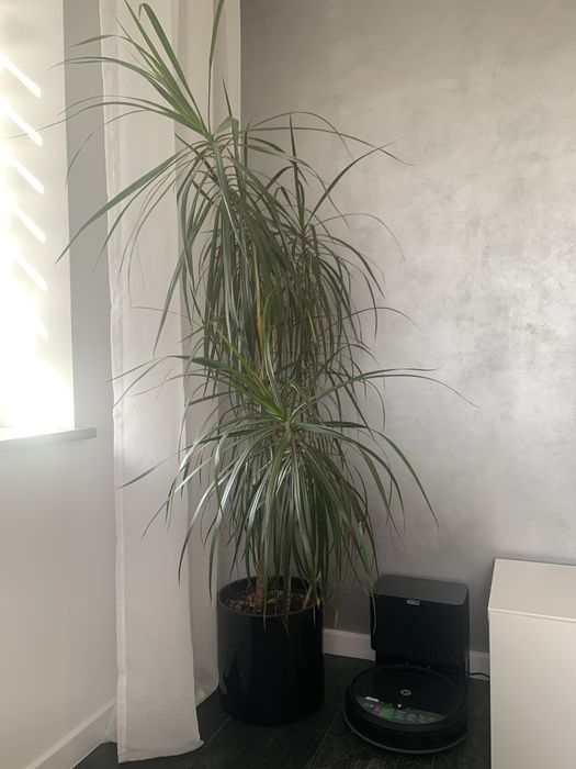 Piękna Dracena 1,70cm sprzedam