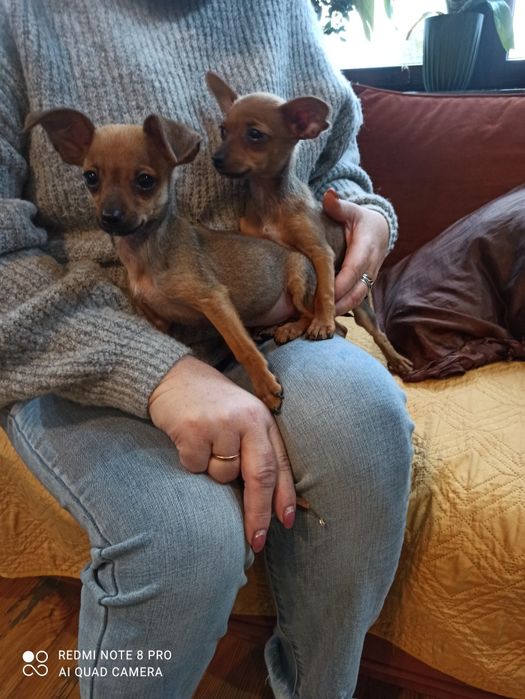 Pinczera miniaturowy xxs