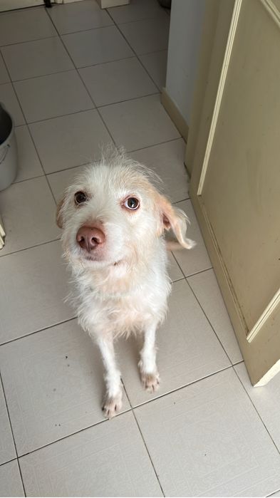 Cão para adopção responsavel