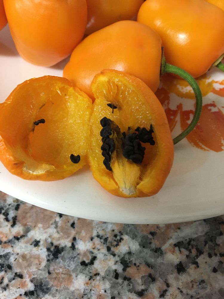 Sementes de pimenta aji oro rocoto