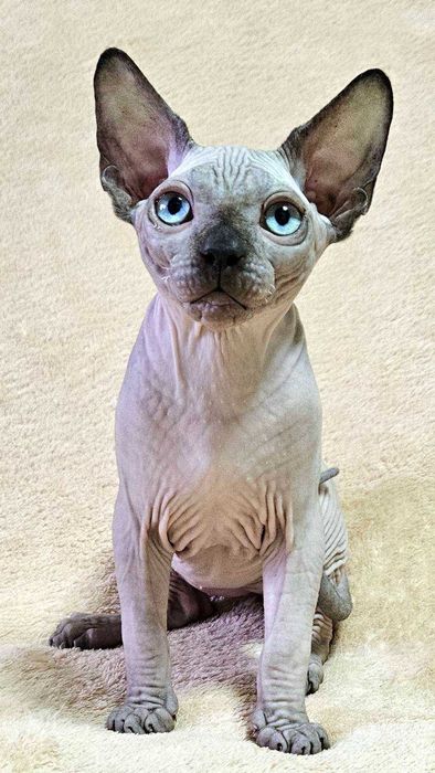 Хлопчик на ім"я Принц порода Ельф