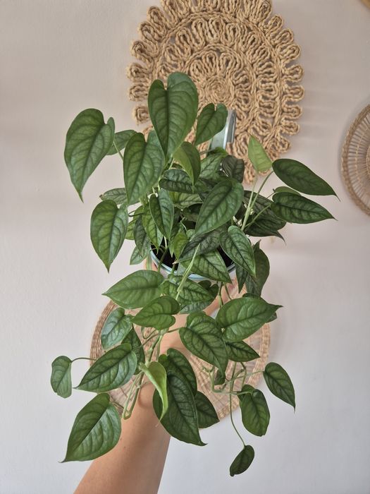 Monstera siltepecana pnącze