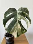 Monstera variegata (05)