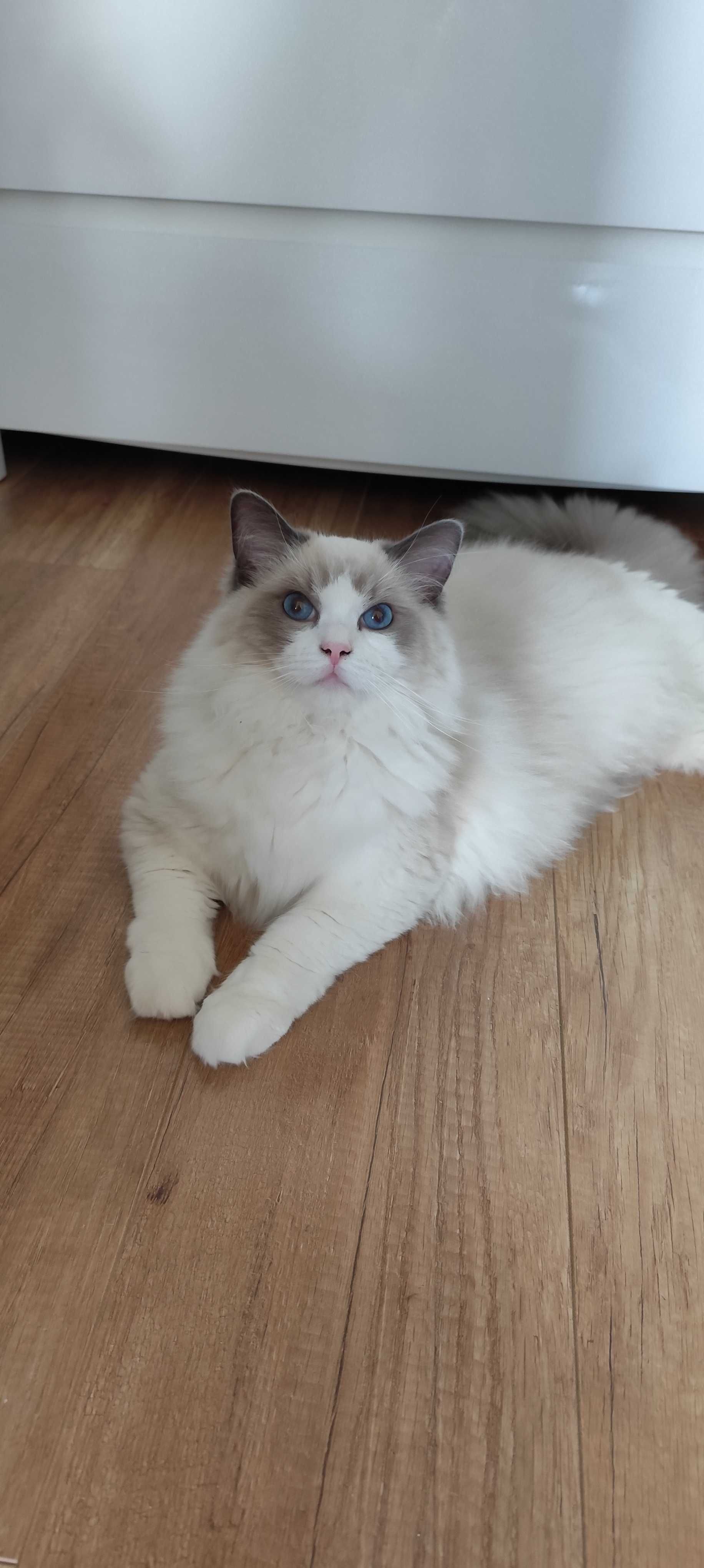 Kotka Ragdoll Kotka Ragdoll