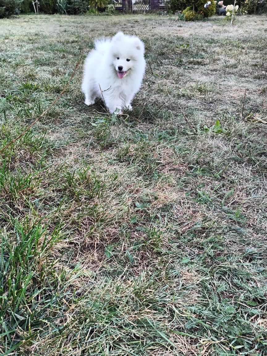 Samoyed szczeniaczek