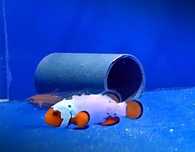 Akwarium morskie - Amphiprion Ocellaris EXTREME SNOW ONYX