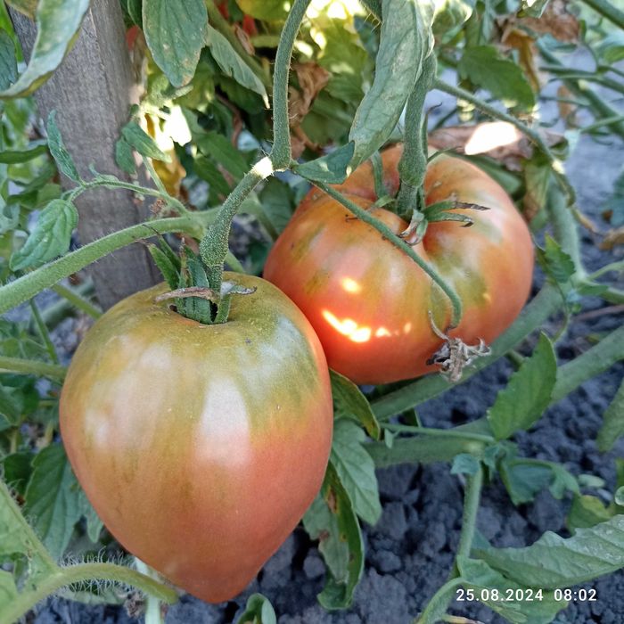 Насіння томату "Золоте серце Ашхабаду","Товстунка","Царь Колокол"