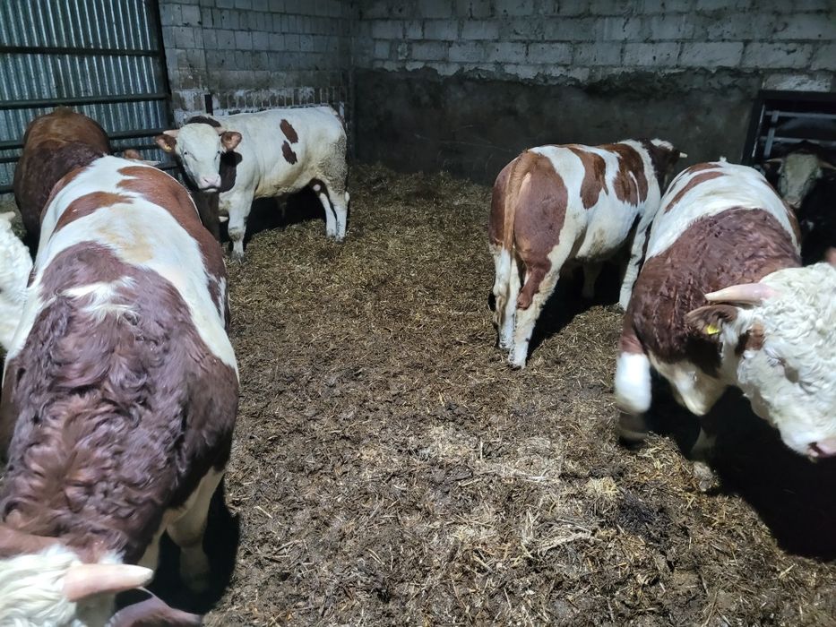 Sprzedam bydło mięsne