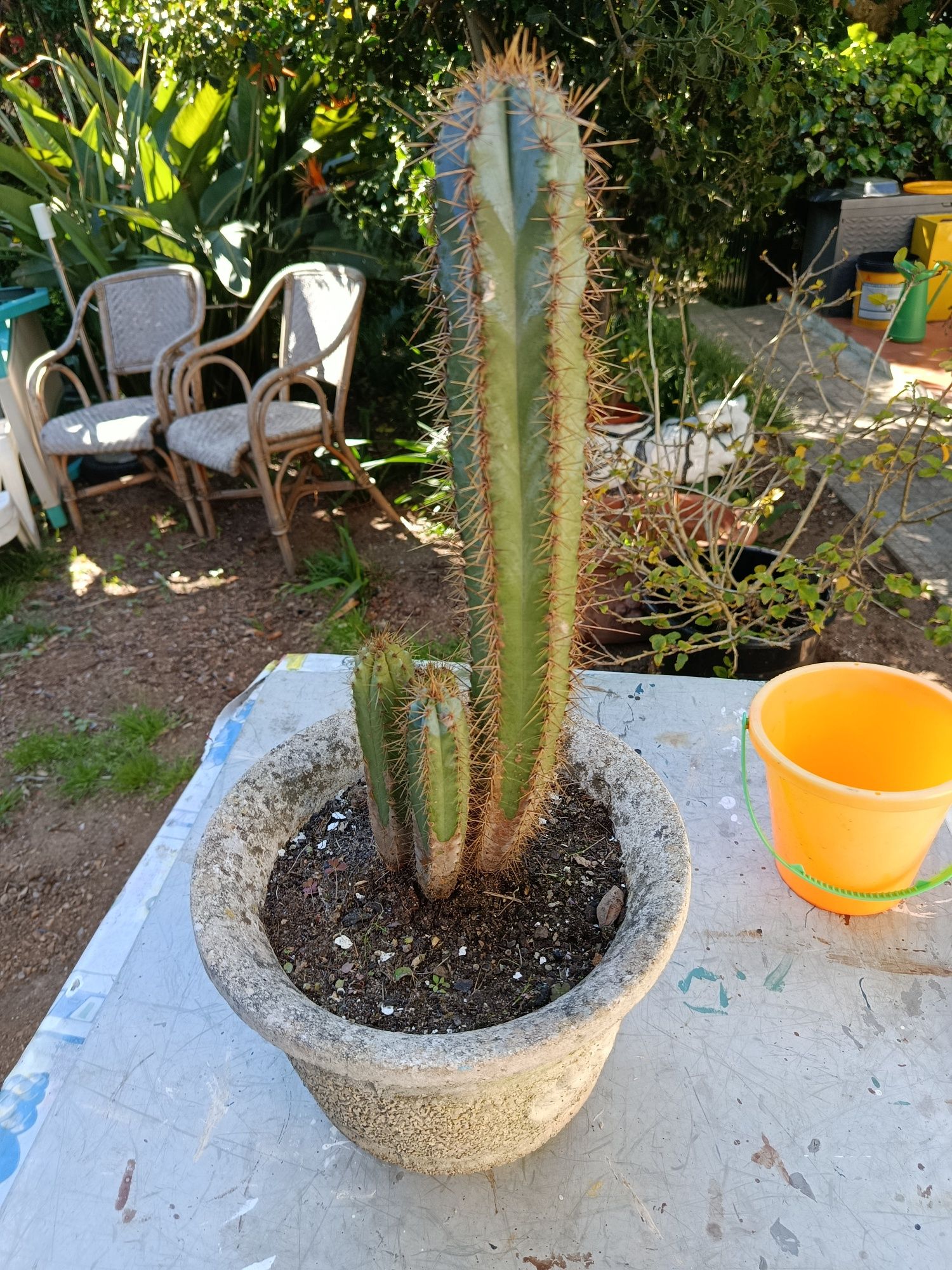 Cacto em vaso de pedra.