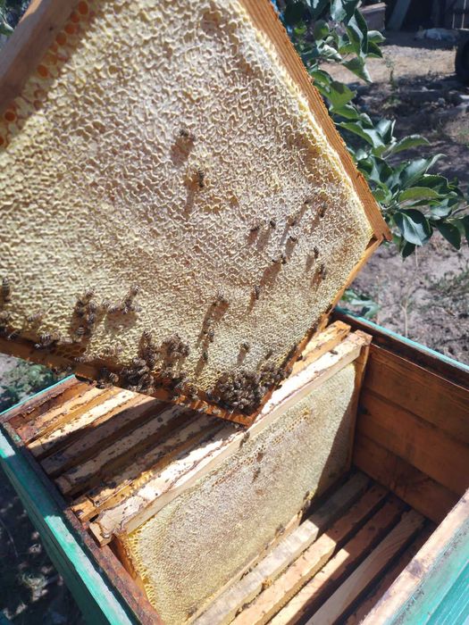 Бджоломатки Бакфаст