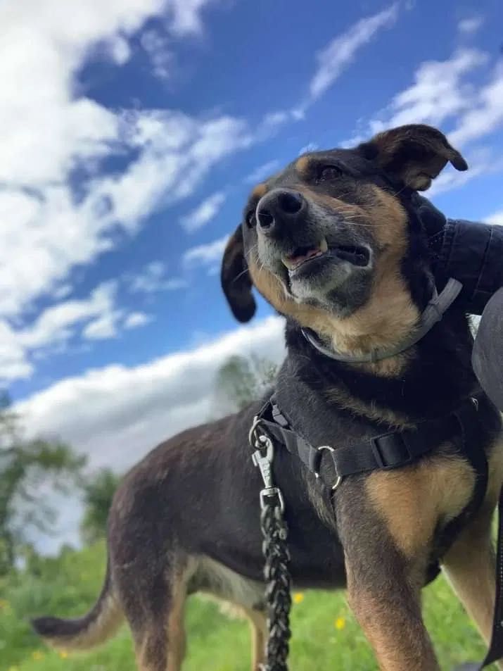 Cudowni bracia polecają się do adopcji!! CARLO I ROSSI