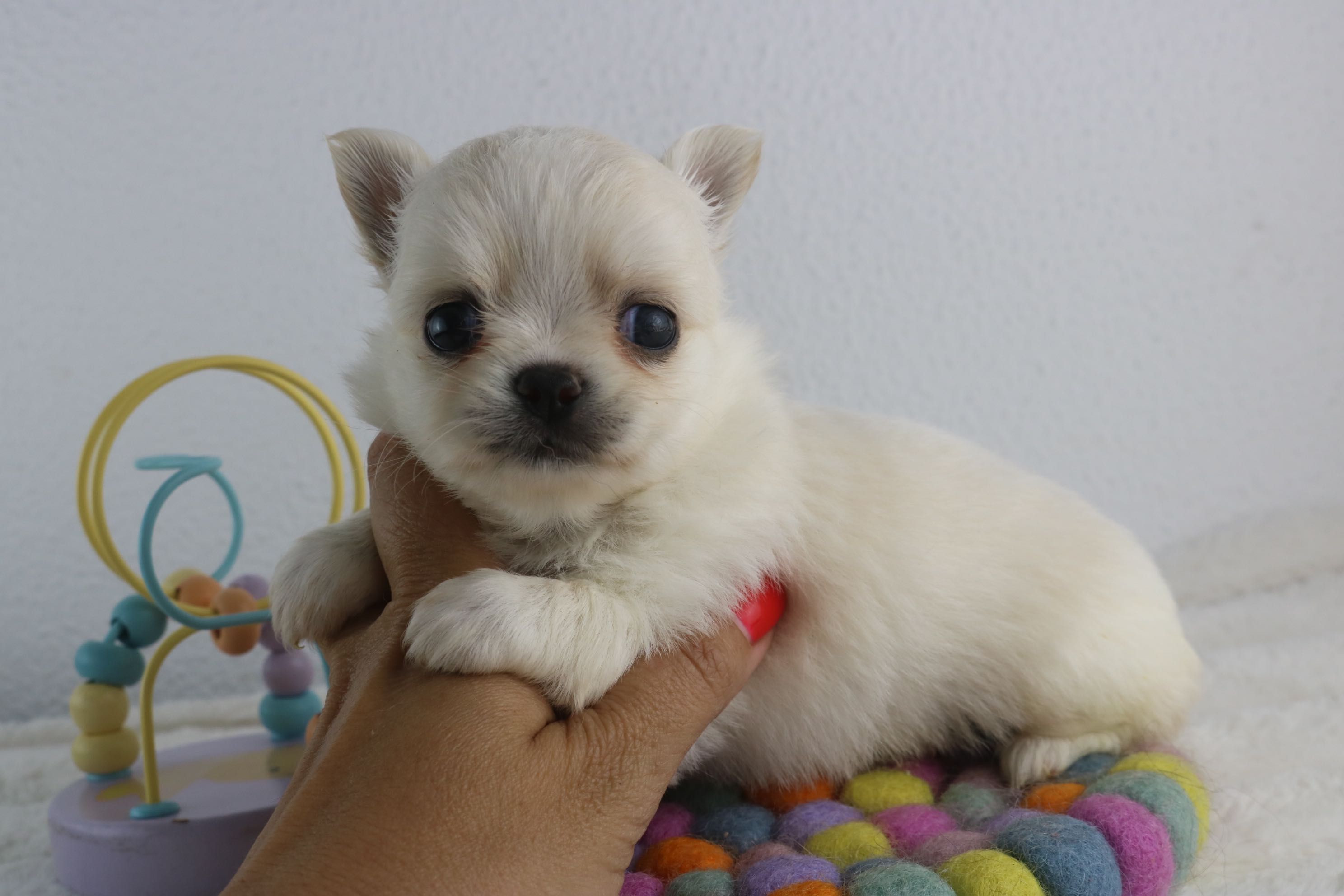 chihuahua femea pelo comprido maravilhosa mini