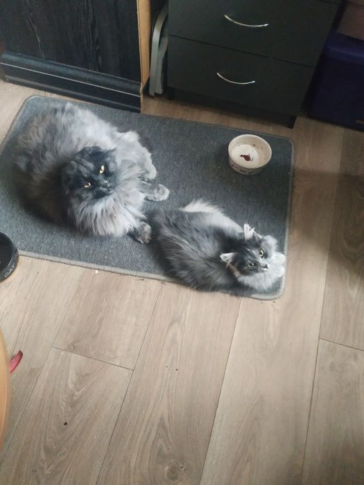 Лише кішку 2 місяці Норвешка