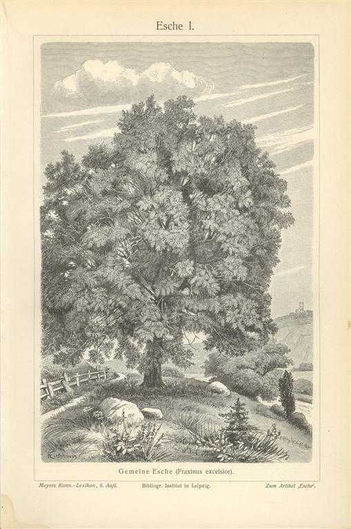 Drzewa  oryginalne XIX w. grafiki