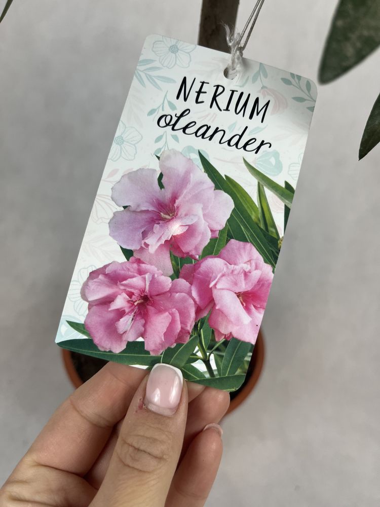 Oleander na pniu różowy kalisz wysyłka
