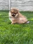 Pomeranian - szpic miniaturowy - sobolowa suczka