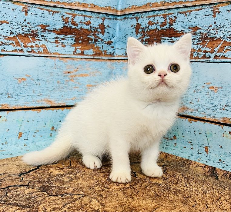 Біла кіше шотландської