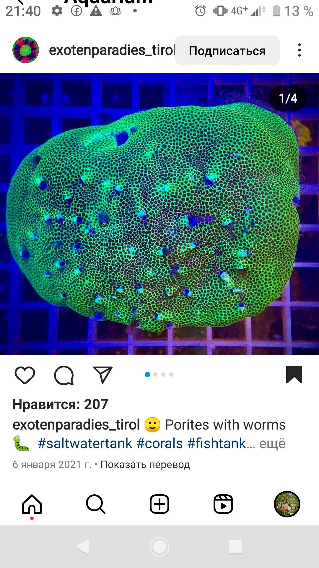 Montipora porites sps koral