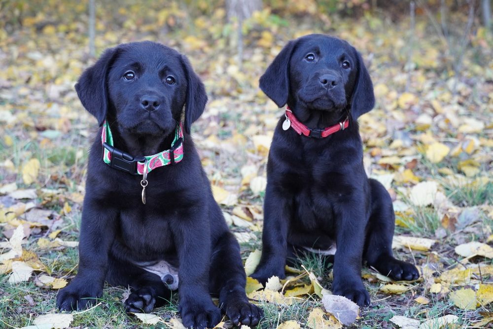 Labrador retriever-   czarny  piesek   ZKwP/FCI - gotowy do odbior