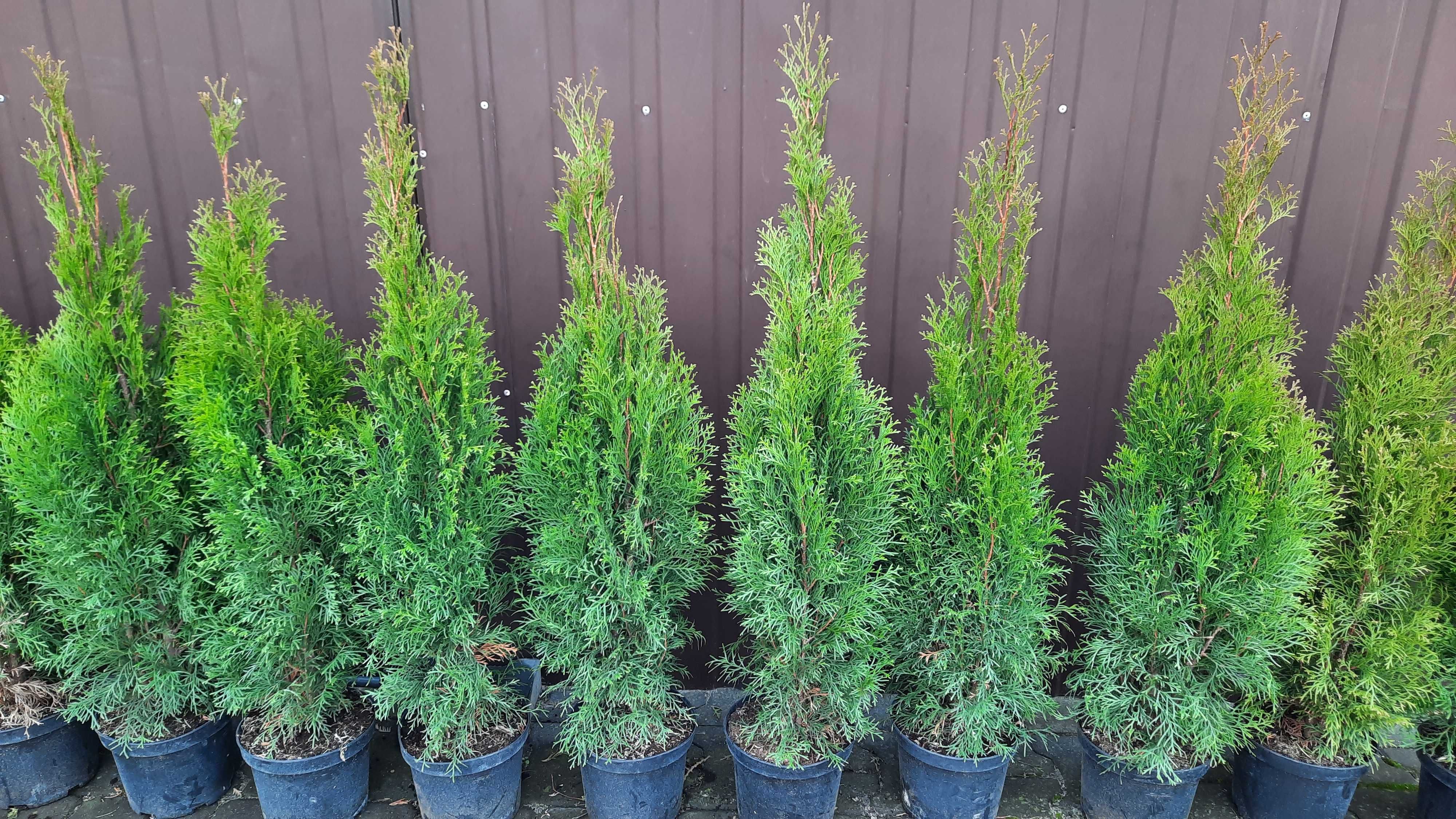 Tuja Szmaragd Thuja Smaragd 80-90 cm Transport