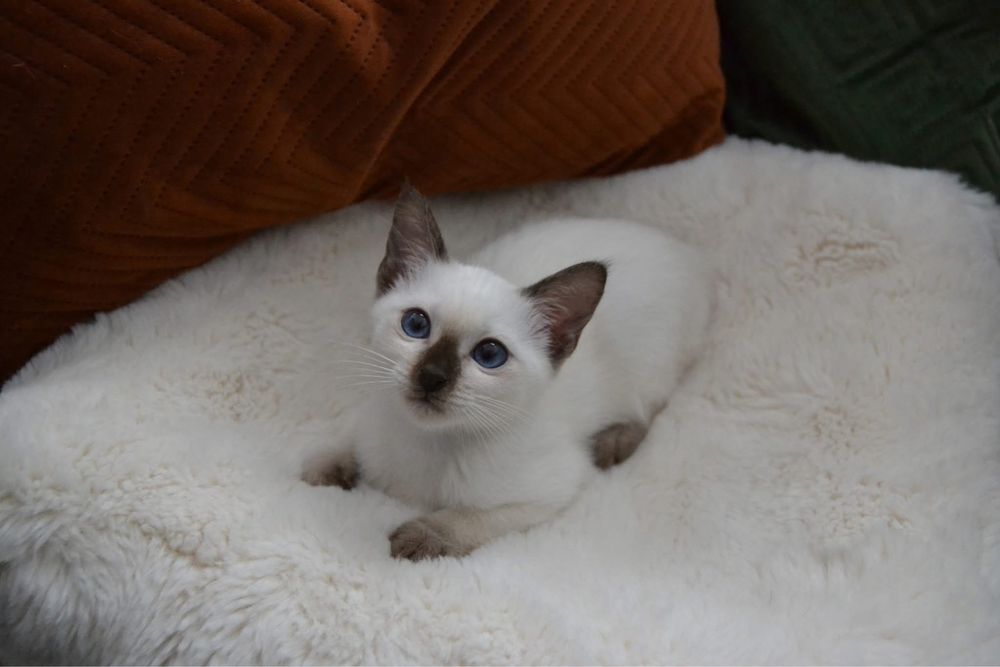 Kocurek tajski – hodowla Grand Amari*PL, PZF - WCF