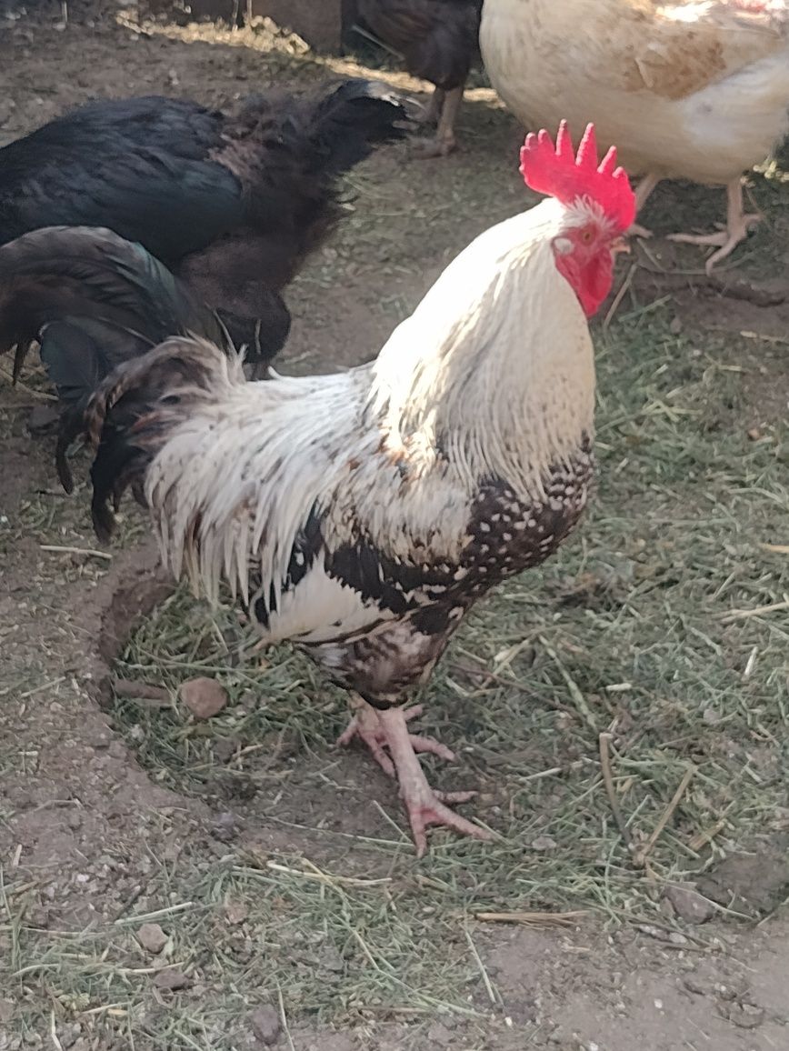 kogut.. kogut..!